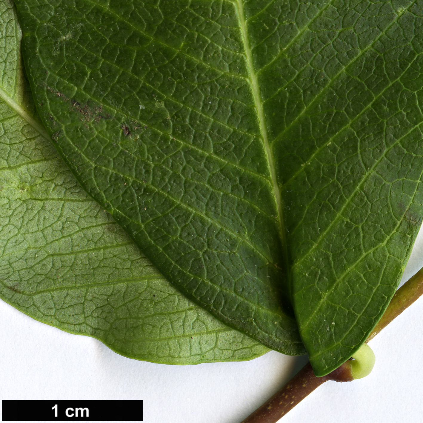 High resolution image: Family: Apocynaceae - Genus: Periploca - Taxon: graeca